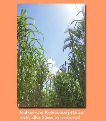sugarcane