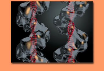 dna